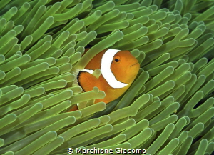 Clownfish
Nikon D800e ,105 macro , twin strobo
Gangga i... by Marchione Giacomo 